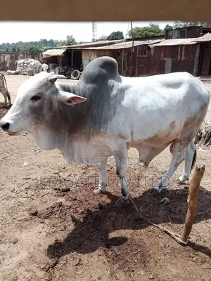 From Farm to Market – Cow,Goats Ram That Are Grown for Greatness."
