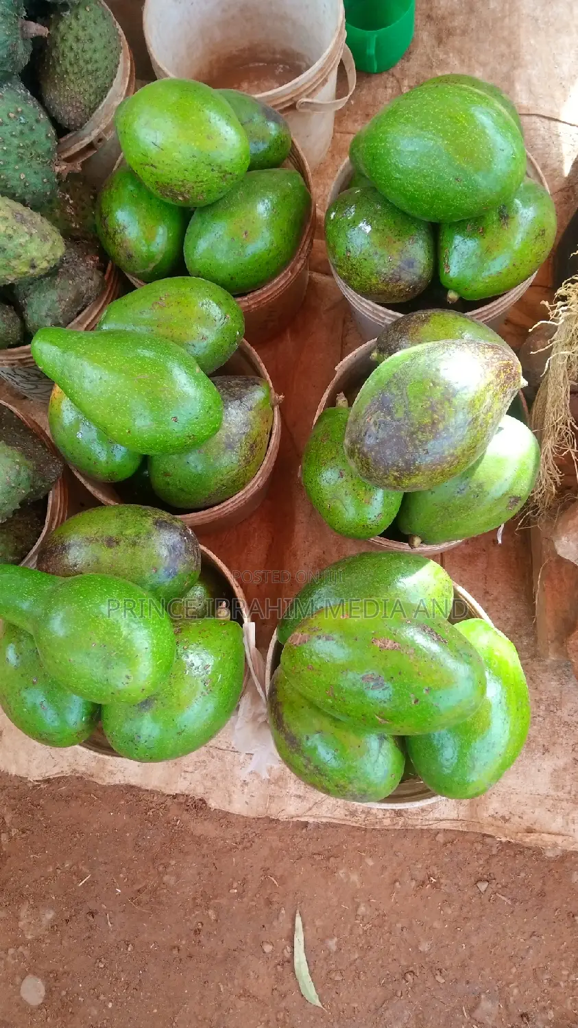 Fresh Avocado