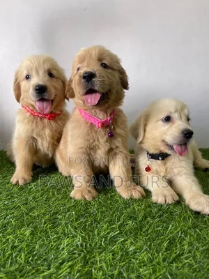 1-3 months Female Purebred Golden Retriever