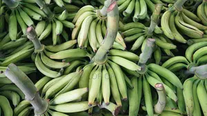 Plantain Available for Sale