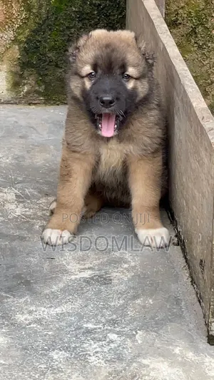 1-3 months Male Purebred Caucasian Shepherd