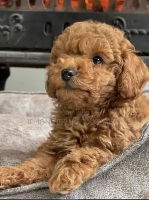 1-3 months Male Purebred Poodle