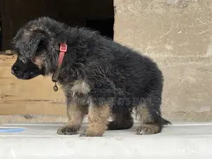 1-3 months Female Purebred German Shepherd
