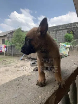 1-3 months Female Purebred Belgian Malinois