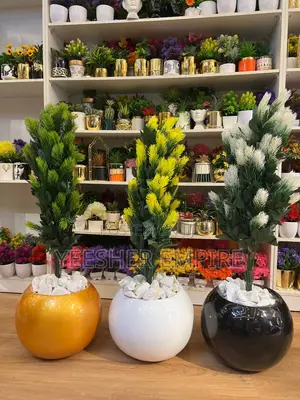 Ball Potted Plant