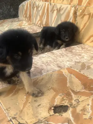 1-3 months Male Purebred German Shepherd