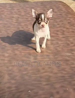 1-3 months Female Purebred Chihuahua