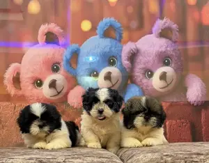1-3 months Female Purebred Shih Tzu