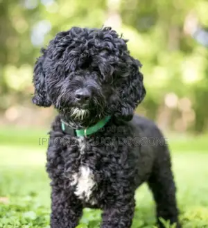 3-6 months Female Purebred Poodle