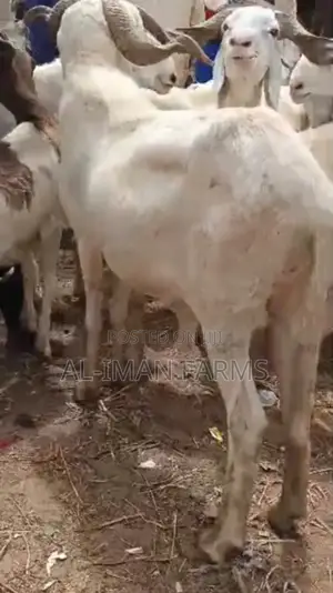 Balami Ram/ Uda Ram