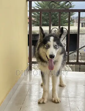 1+ year Female Purebred Siberian Husky