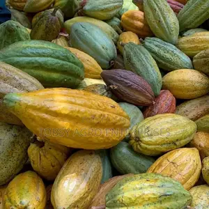 Hybrid Cocoa Pods
