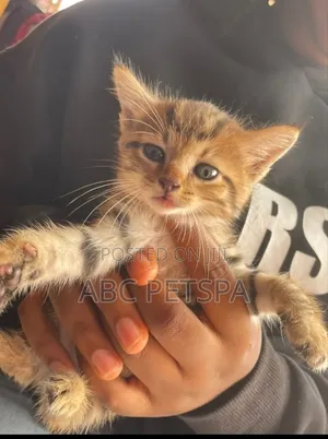 1-3 months Female Purebred American Shorthair