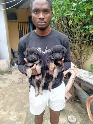 1-3 months Female Mixed Breed German Shepherd