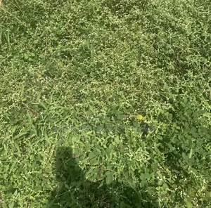 1 Acre of Land With the Bananas Planted on It Is Available for Sale