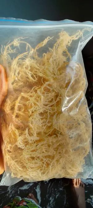 100g Raw Gold Seamoss