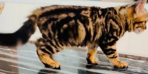 3-6 months Female Purebred Bengal