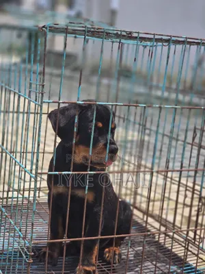 1-3 months Male Purebred Rottweiler