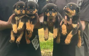 1-3 months Female Purebred Rottweiler