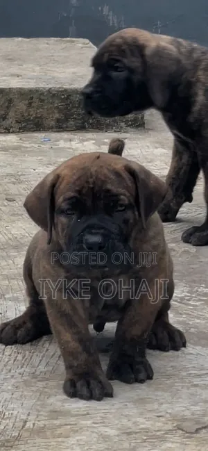 1-3 months Male Purebred Boerboel