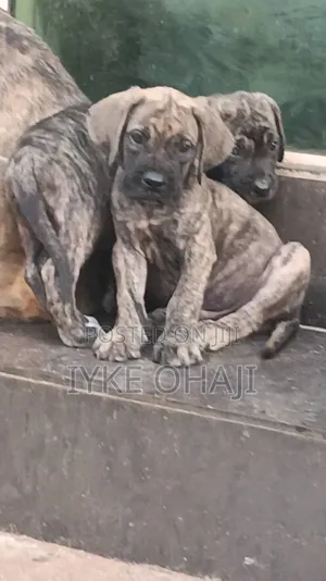 3-6 months Female Purebred Boerboel