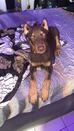 1-3 months Male Purebred Doberman Pinscher