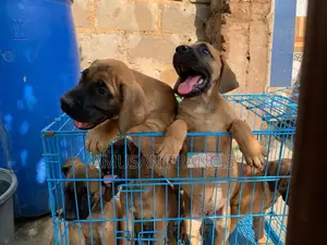1-3 months Female Purebred Boerboel