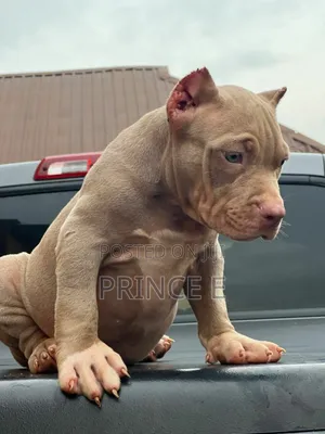 1-3 months Female Purebred American Bully