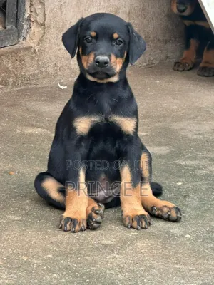1-3 months Male Purebred Doberman Pinscher