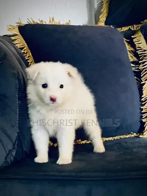 0-1 month Male Purebred American Eskimo