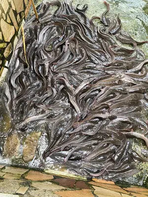 Fresh Live Catfish for Sale – Farm Price – Lagos