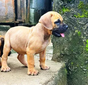 1-3 months Male Purebred Boerboel