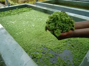 Azolla,Duckweed,Wolfia