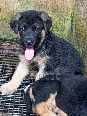 1-3 months Male Purebred German Shepherd