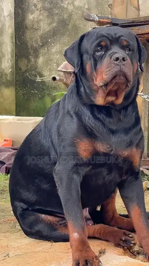 1-3 months Male Purebred Rottweiler