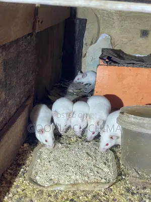 Albino Mice