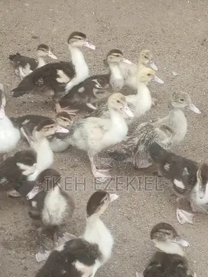 Duck Fowl (Matured and Small)