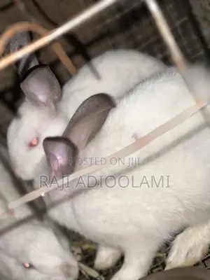 Adult Hyla Max and Ng Rabbit Available