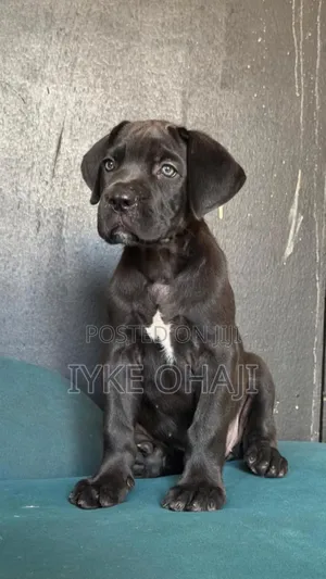 1-3 months Female Purebred Cane Corso