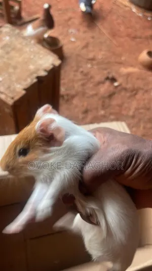Pet Hamster
