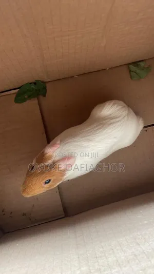 Pet Hamster