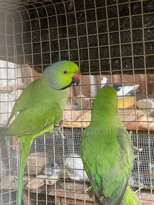 Pet Parrots