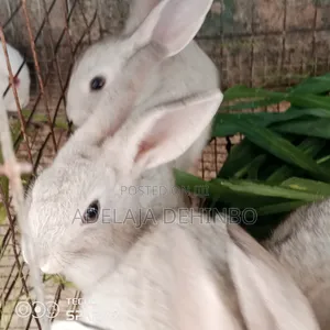 Rabbit of All Ages ,Both Weaners, Growers,And Matured Are Available.