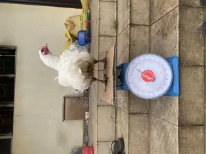 Broiler Chicken