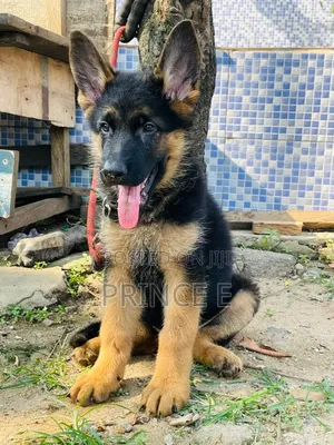 1-3 months Male Purebred German Shepherd