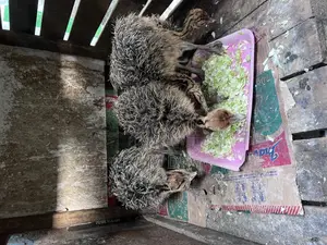 Young Ostrich