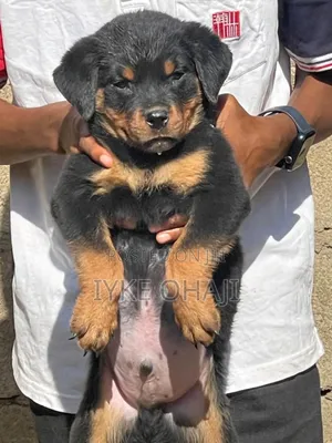 1-3 months Female Purebred Rottweiler