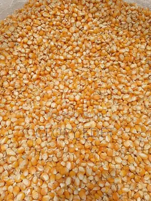 Maize Available