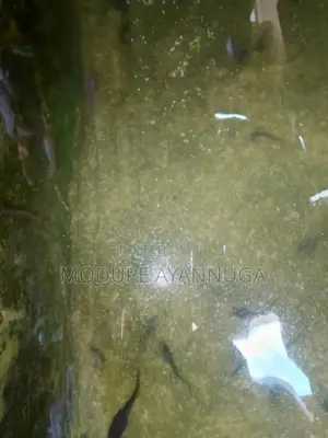 Catfish Fingerlings And Juvenile For Sale