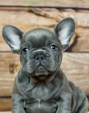 1-3 months Male Purebred French Bulldog